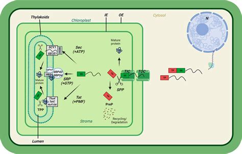 Part D Chloroplast Structure And Function