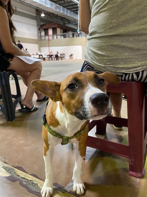 Blumenau terá mutirão de castração de animais veja quando e como se