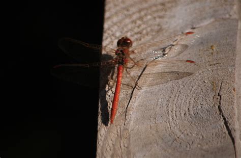 Sympetrum Striolatum Pallidum Uzbekistan Can This Identification Be