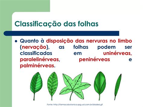 Nervuras Das Folhas - Classificação das folhas | PPT