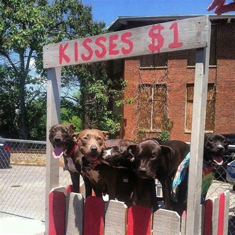 Kisses Pit Bulls Kisses Goats Animals Animales Blowing Kisses