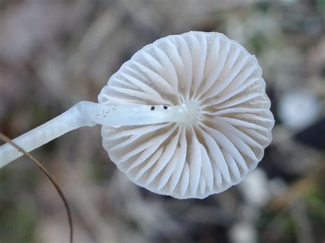 Mycena Metata The Ultimate Mushroom Guide