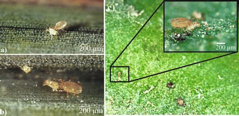 Cydnoseius Negevi Female Feeding On Date Palm Mite Oligonychus