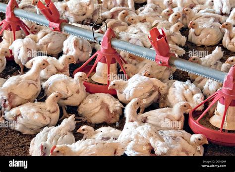 Broiler Chickens On The Brooding Area Of A Commercial Poultry Farm