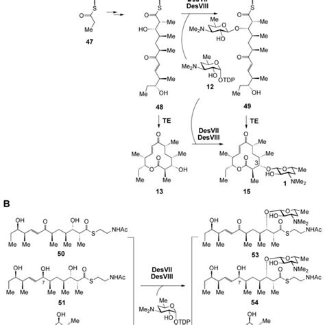 Scheme 4 (A) The biosynthesis of the S. venezuelae polyketide aglycone ...