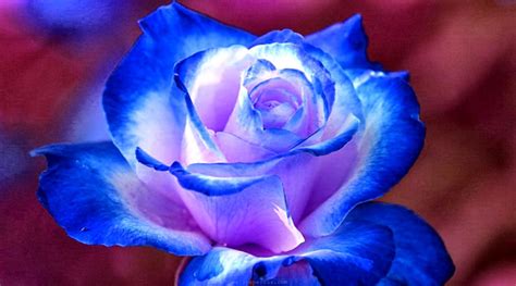 Purple Blue Flower Wallpapers Wallpaper Cave