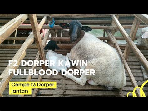 Kelahiran Cempe F Dorper Jantan Dari Indukan F Dorper Dan Fullblood