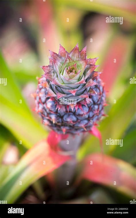 Pineapple Plant Flower Tree Hi Res Stock Photography And Images Alamy