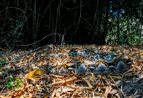 Сетчатый питон: описание, где обитает, чем питается, сколько живет