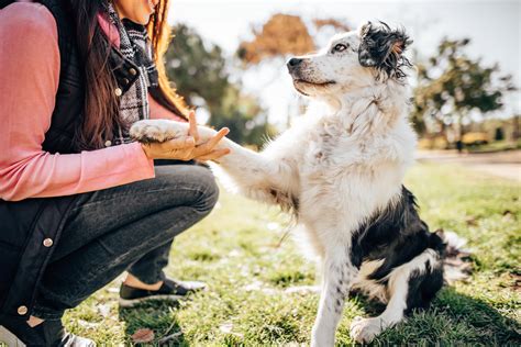 Collie Dog Breed Information & Characteristics