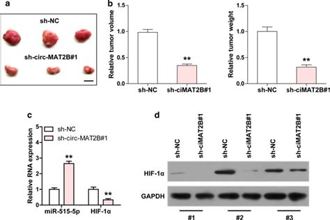 Depletion Of Circ MAT2B Retards Tumor Growth In Xenograft Tumor A B