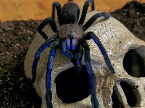 Chilobrachys Sp Electric Blue Rtarantulas