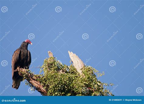 Turkey buzzard stock image. Image of feather, habitat - 21880691