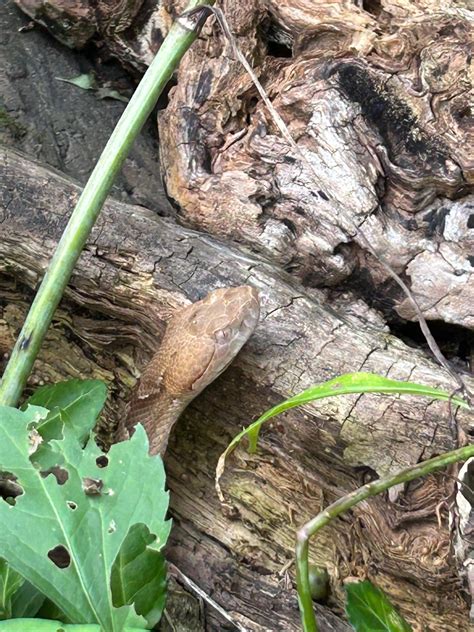 Leucistic Copperhead : r/snakes