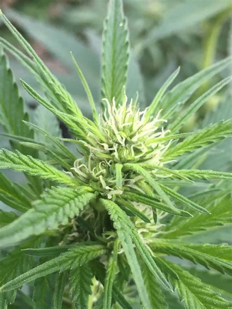 Santa Marta Colombian Gold Regular Cannabis Seeds - Just Cannabis Seeds