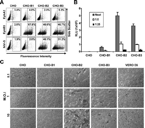 Pseudotyped And Live Niv Use Ephrinb2 And B3 For Cellular Entry A