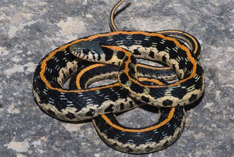 Back Into Nature Natures Neighbors Eastern Blacknecked Garter Snake