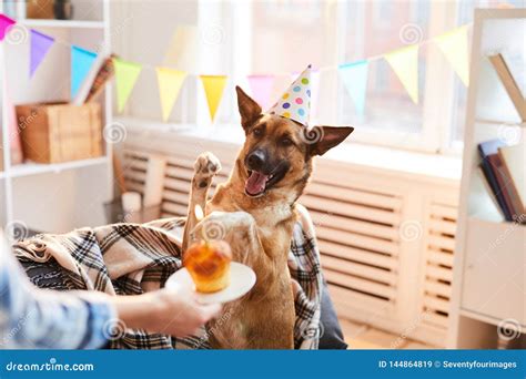 Gteau Danniversaire Pour Le Chien Image Stock Image Du Chapeau