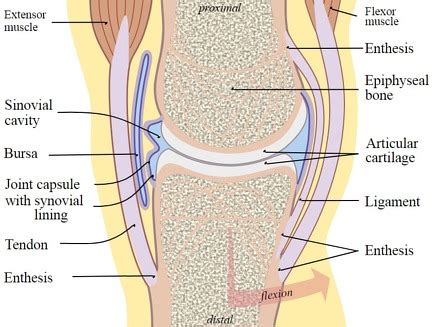 Synovial Joint Knee