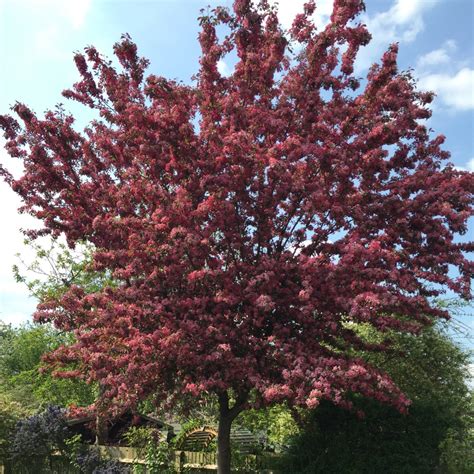 Prunus X Blireana Flowering Cherry In Gardentags Plant Encyclopedia