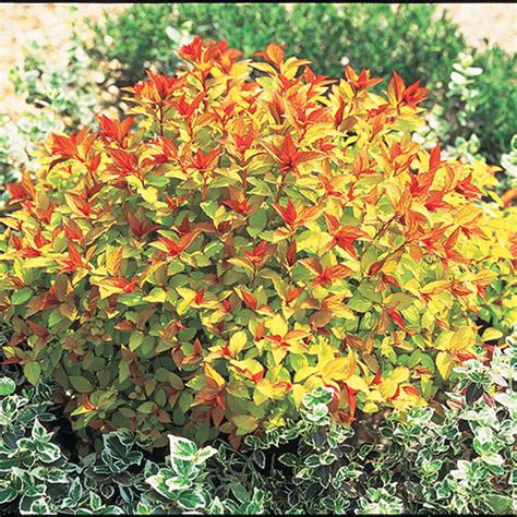 Magic Carpet Spirea Shrubs From Michigan Bulb Co