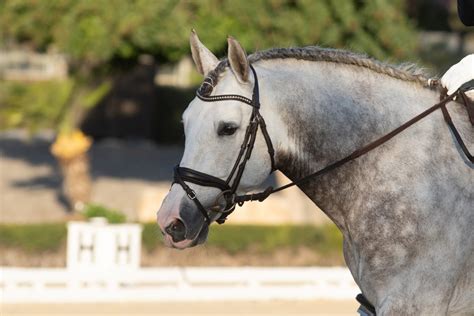 Andalusian Horse - ehorses Magazine