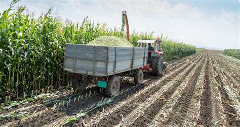 Maize Silage Makes The Difference Cropnuts