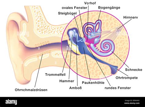 Ear mark hi-res stock photography and images - Alamy