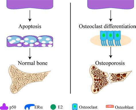 Regulation Of Osteoclastogenesis By Estrogens And Trpv Channels A