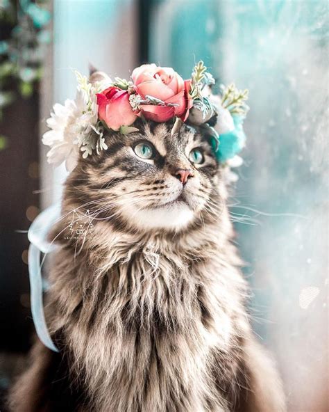 Elle Confectionne D Adorables Couronnes De Fleurs Pour Célébrer La Majestuosité Des Chats Cat