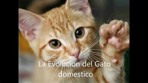 La Evolucion Del Gato Youtube