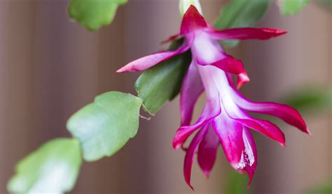 Landscape Spotlight Christmas Cactus ‘schlumbergera Bridgessii