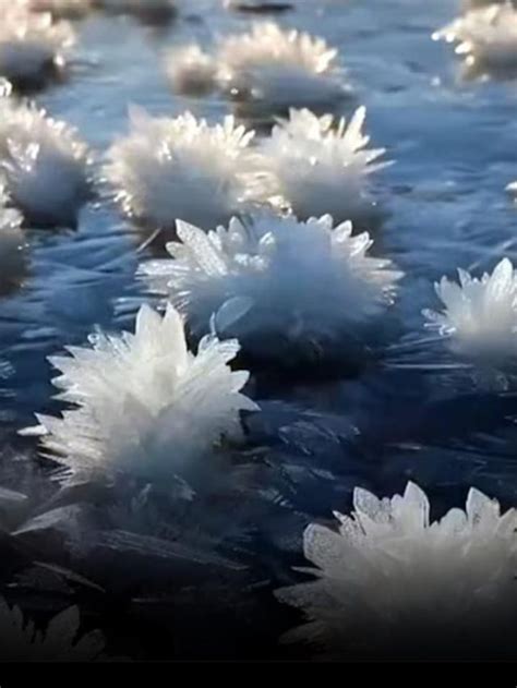 Frost Flowers: The Mesmerizing Allure Of Nature's Ice Lotuses Unveiled ...