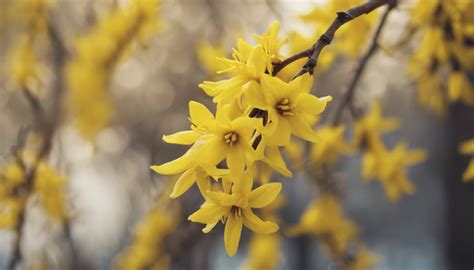 Forsythia Quand Et Comment Tailler Un Forsythia Pour Une Floraison