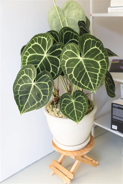 Indoor foliage plants here are four of our favorite indoor foliage ...