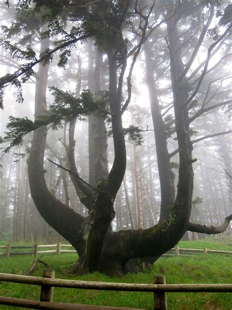 octopus tree oregon 8