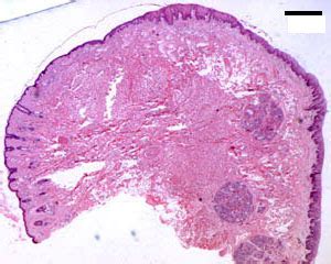 Histological Structure Of Lips Lipstutorial Org