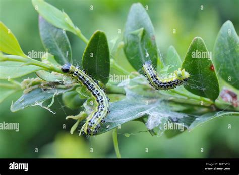 Caterpillars Of Box Tree Moth Cydalima Perspectalis On Boxwood Buxus