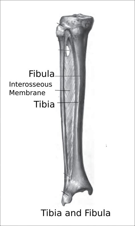 Interosseous-Membrane