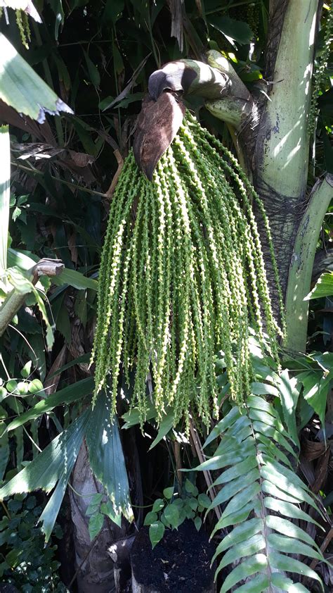 Developing seeds of Fishtail palm : gardening