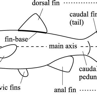 Gradation of BCF swimming movements from (a) anguilliform, through (b ...