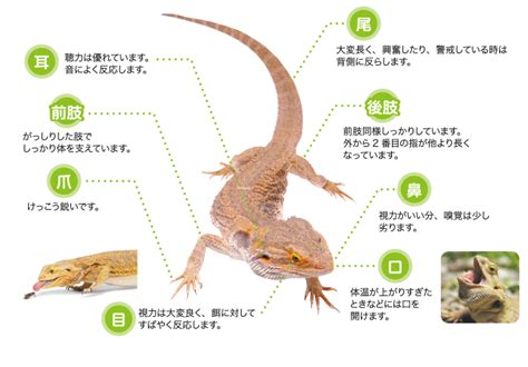 フトアゴヒゲトカゲとは 爬虫類情報 | 爬虫類用品・エキゾテラのジェックス