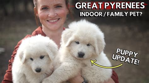 Are Great Pyrenees Good With Kids Best 7 Answer