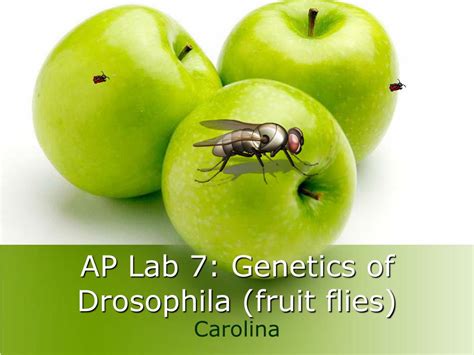 Ppt Ap Lab 7 Genetics Of Drosophila Fruit Flies Powerpoint