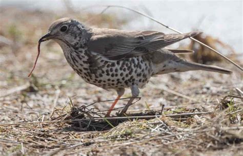 duetrost – Store norske leksikon