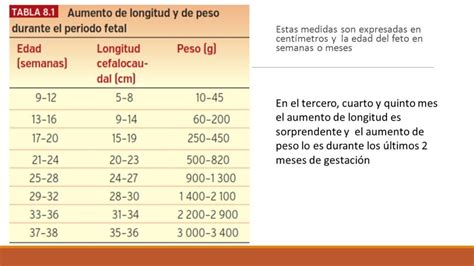 Peso Del Beb En El Embarazo C Mo Se Va Incrementando Hablemos De