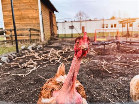 Premium Photo The Naked Neck Chicken Closeup Portrait Of Funny