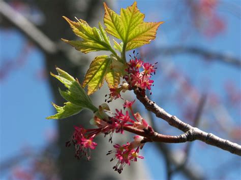 Red Maple - PlantWatch