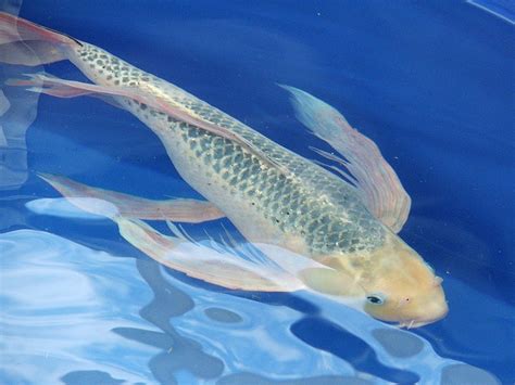 white koi koi fish koi butterfly koi