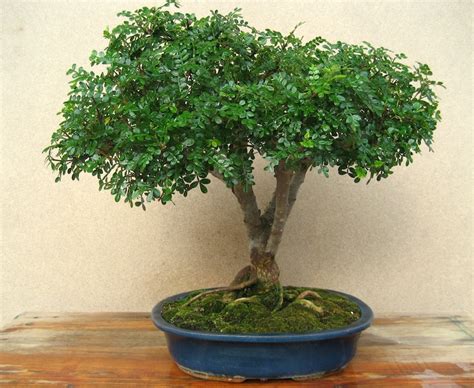 Chinese pepper (Xanthoxylum piperitum) - Bonsai Empire